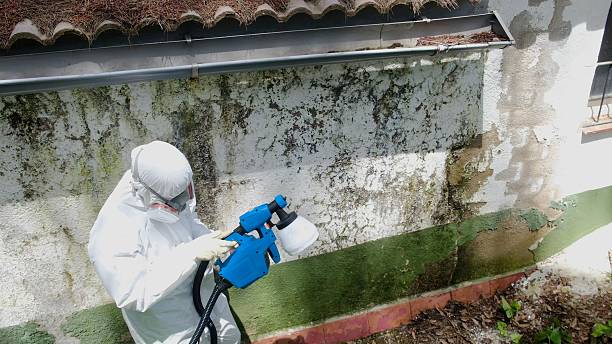 Trusted Black Mold Removal service in Flinton, PA - Cheap Mold Removal